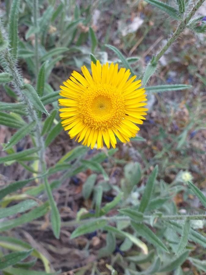 Inula montana flower