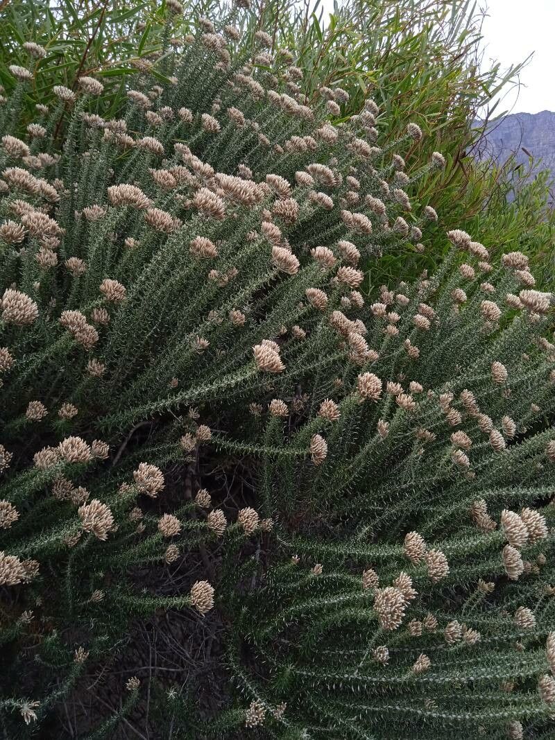 Ozothamnus leptophyllus leaf