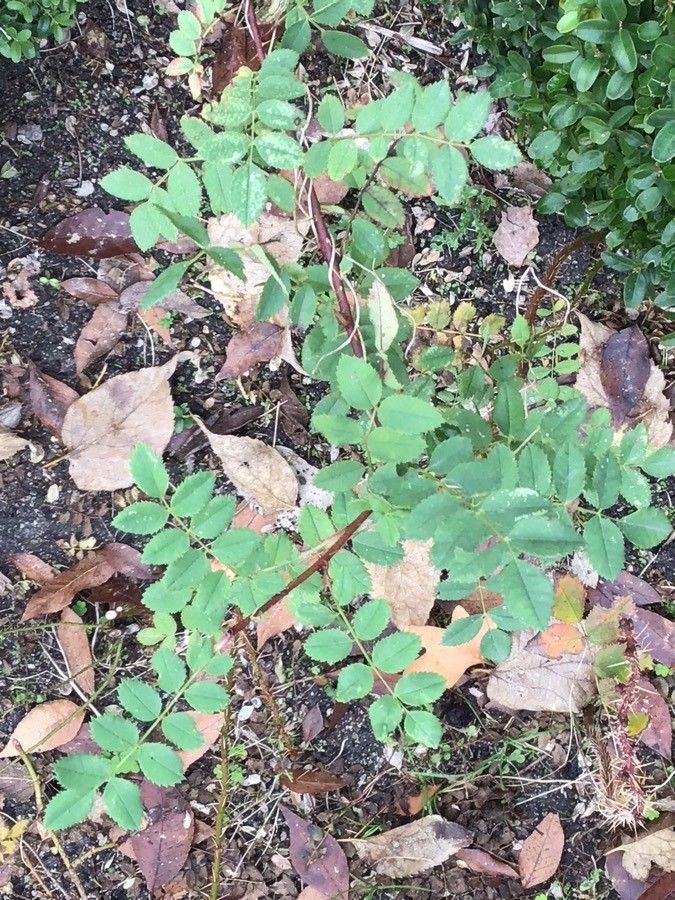 Rosa primula — search result for 'Primula'