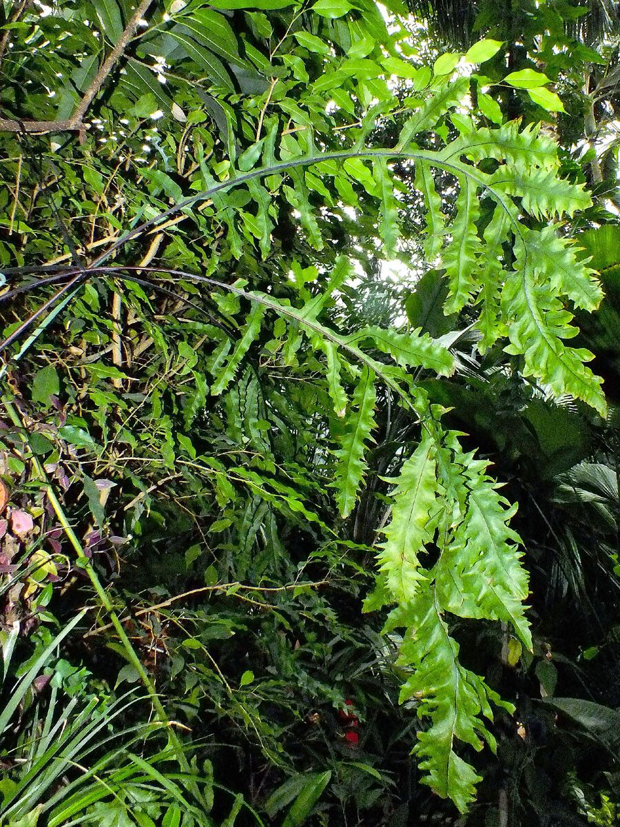 Trichomanes polypodioides — houseplant care guide