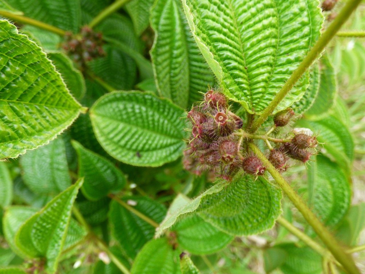 Clidemia hirta fruit
