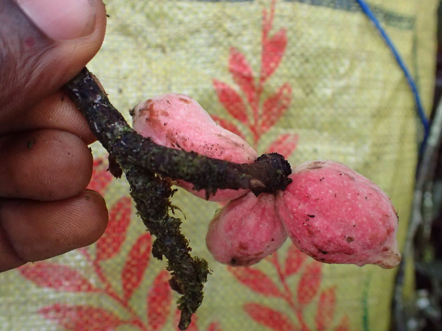 Piptostigma mayndongtsaeanum fruit