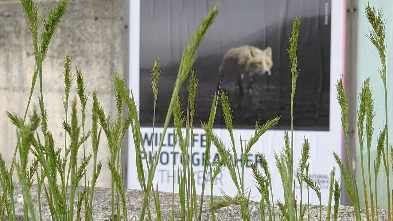 Gastridium ventricosum flower