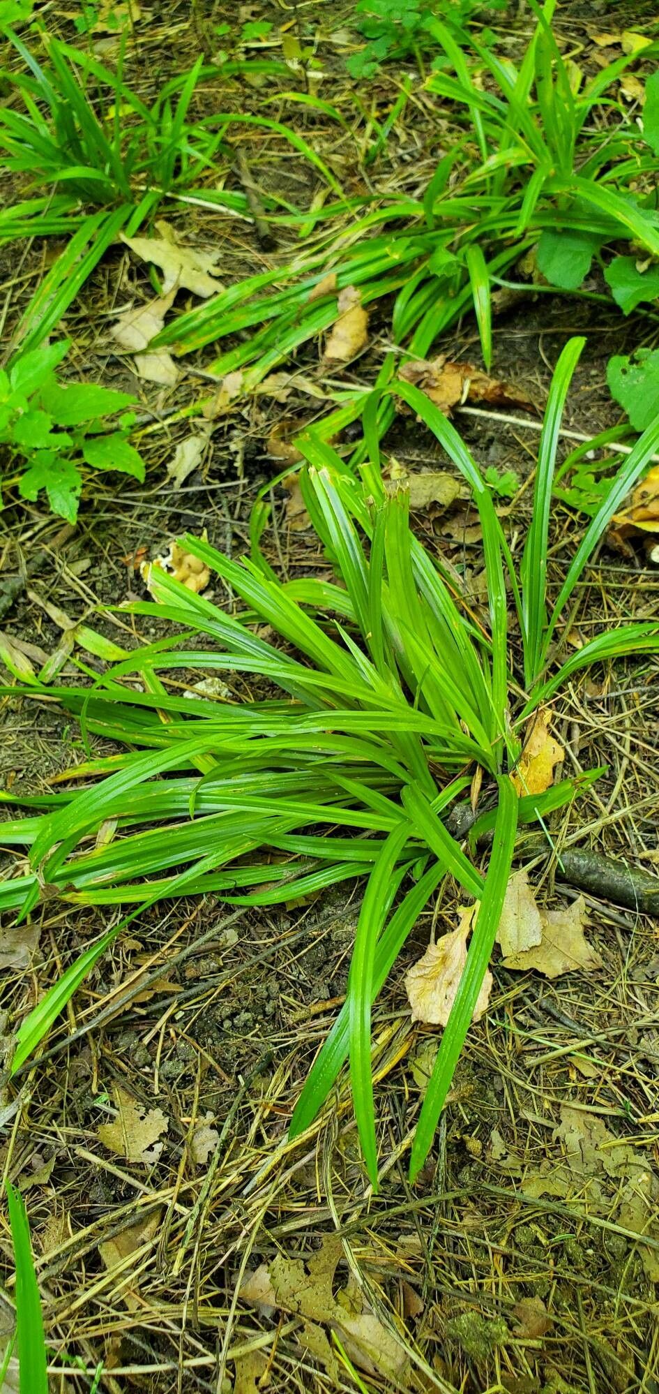 Carex careyana — search result for 'Cyperaceae'