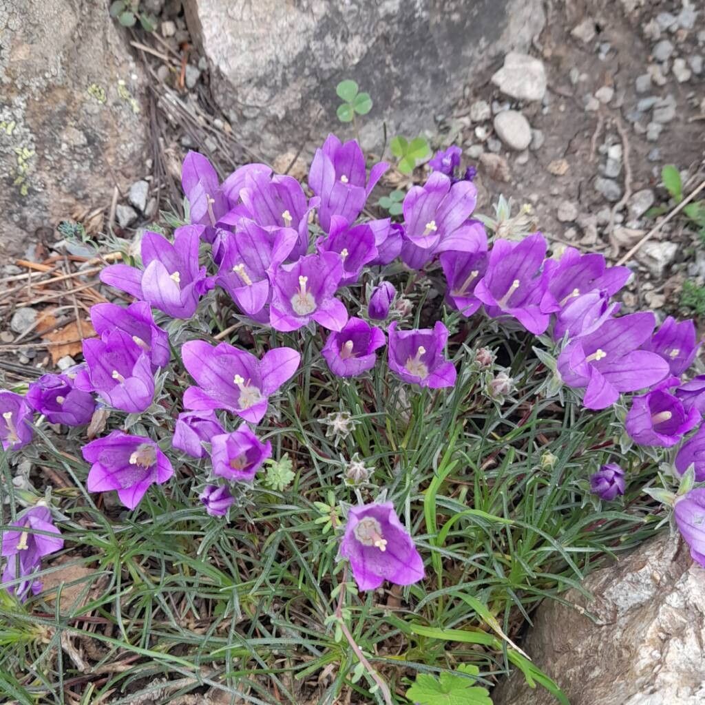 Edraianthus dinaricus habit