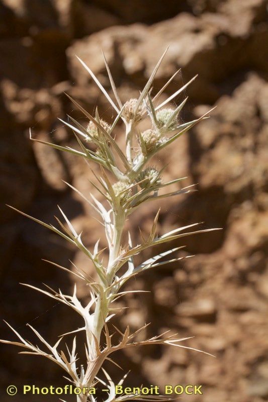 Eryngium ternatum fruit