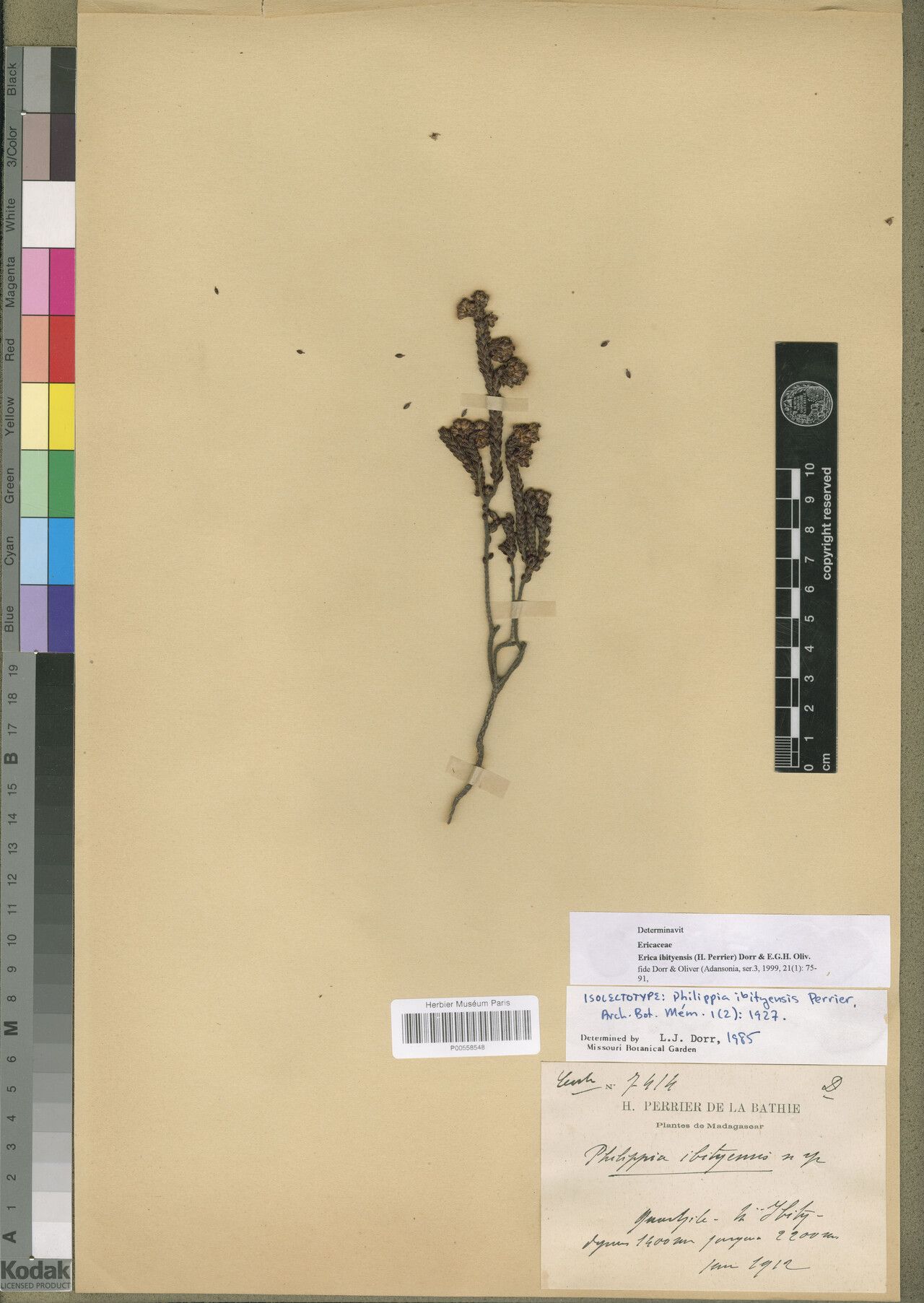 Erica ibityensis — search result for 'Erica'