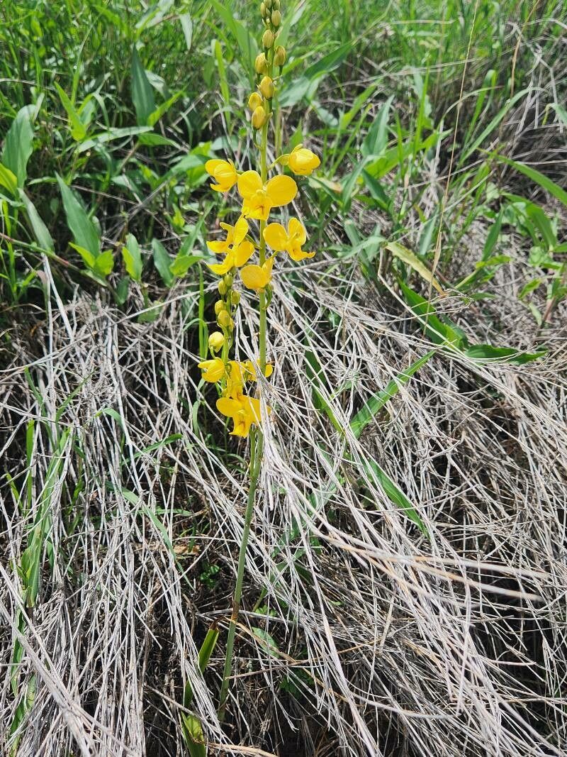 Eulophia speciosa habit