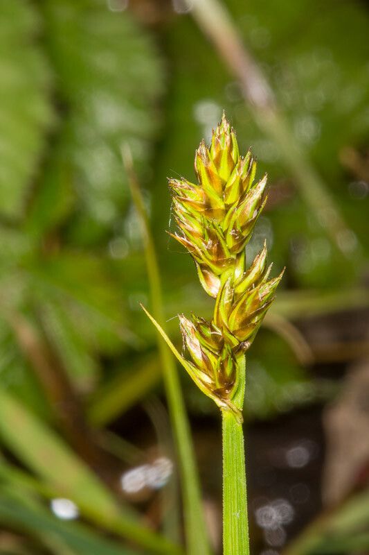 Carex otrubae fruit