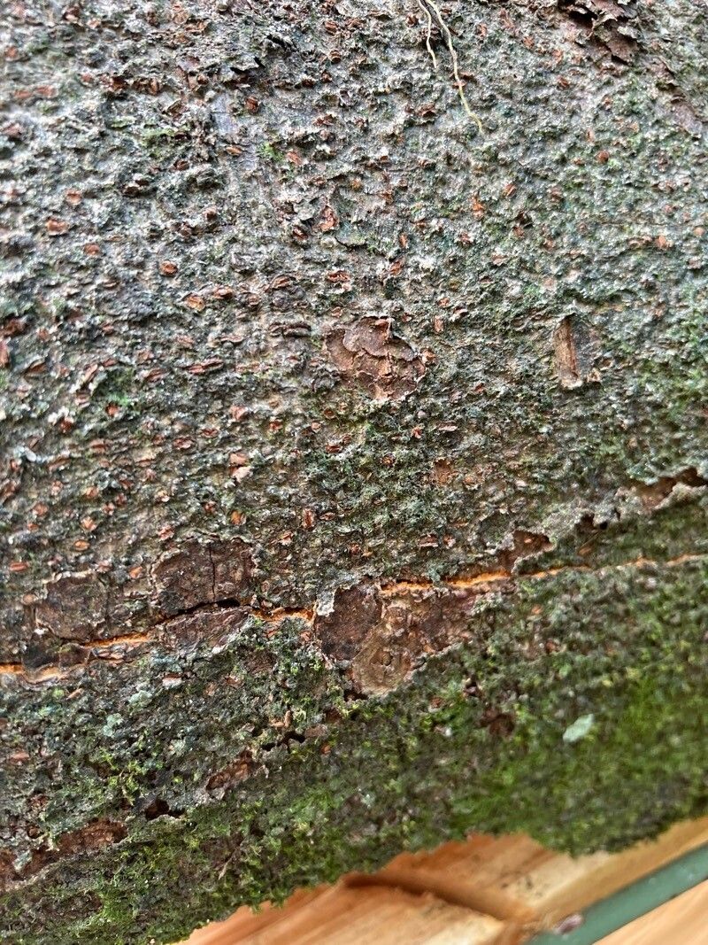 Cynometra retusa bark
