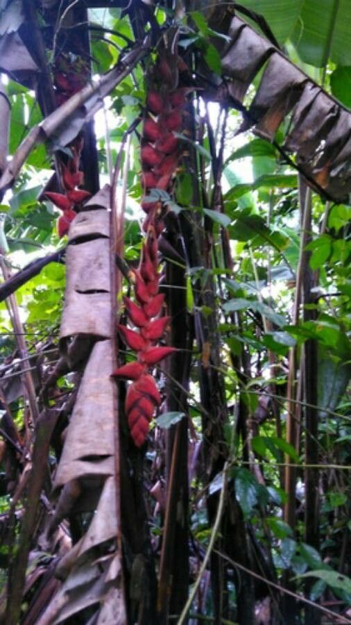 Heliconia danielsiana habit