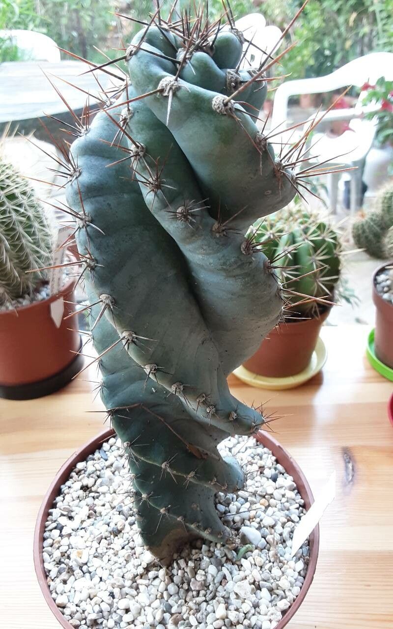 Cereus forbesii bark