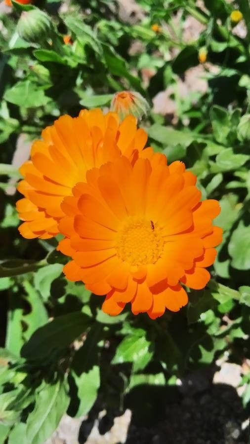 Calendula algeriensis flower