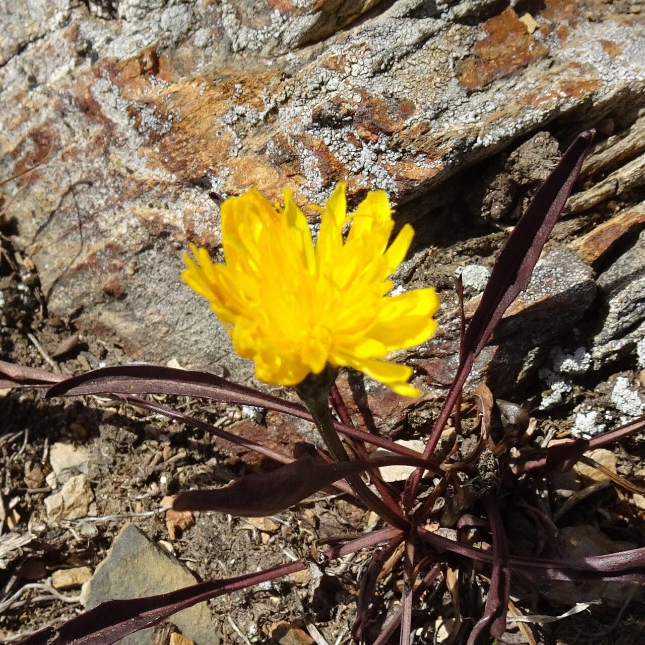 Scorzoneroides pyrenaica flower