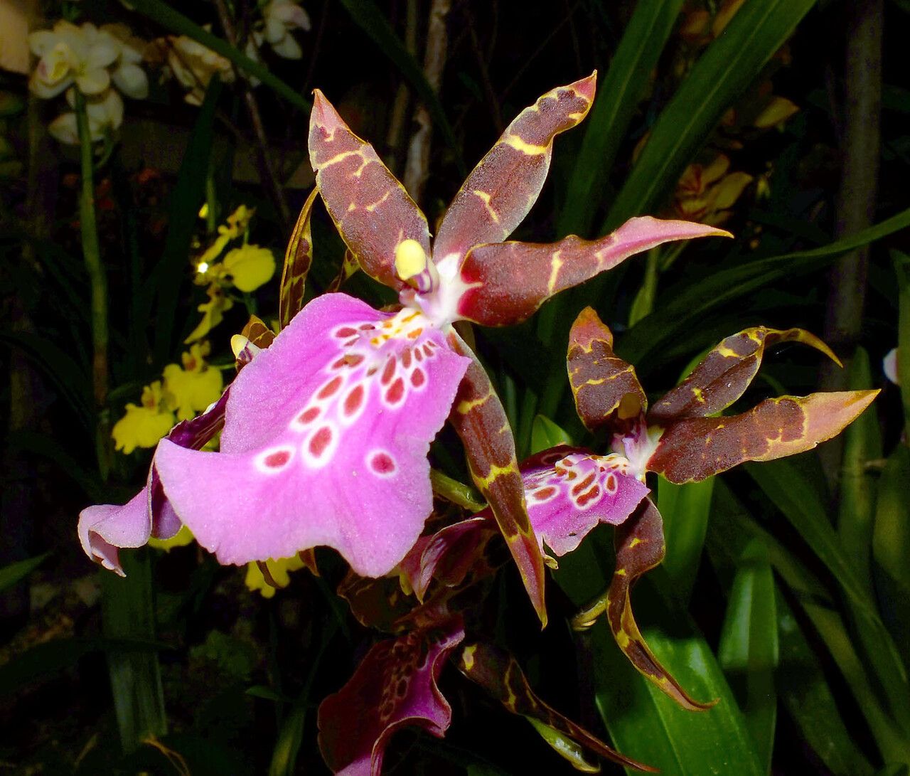 Miltonia clowesii flower