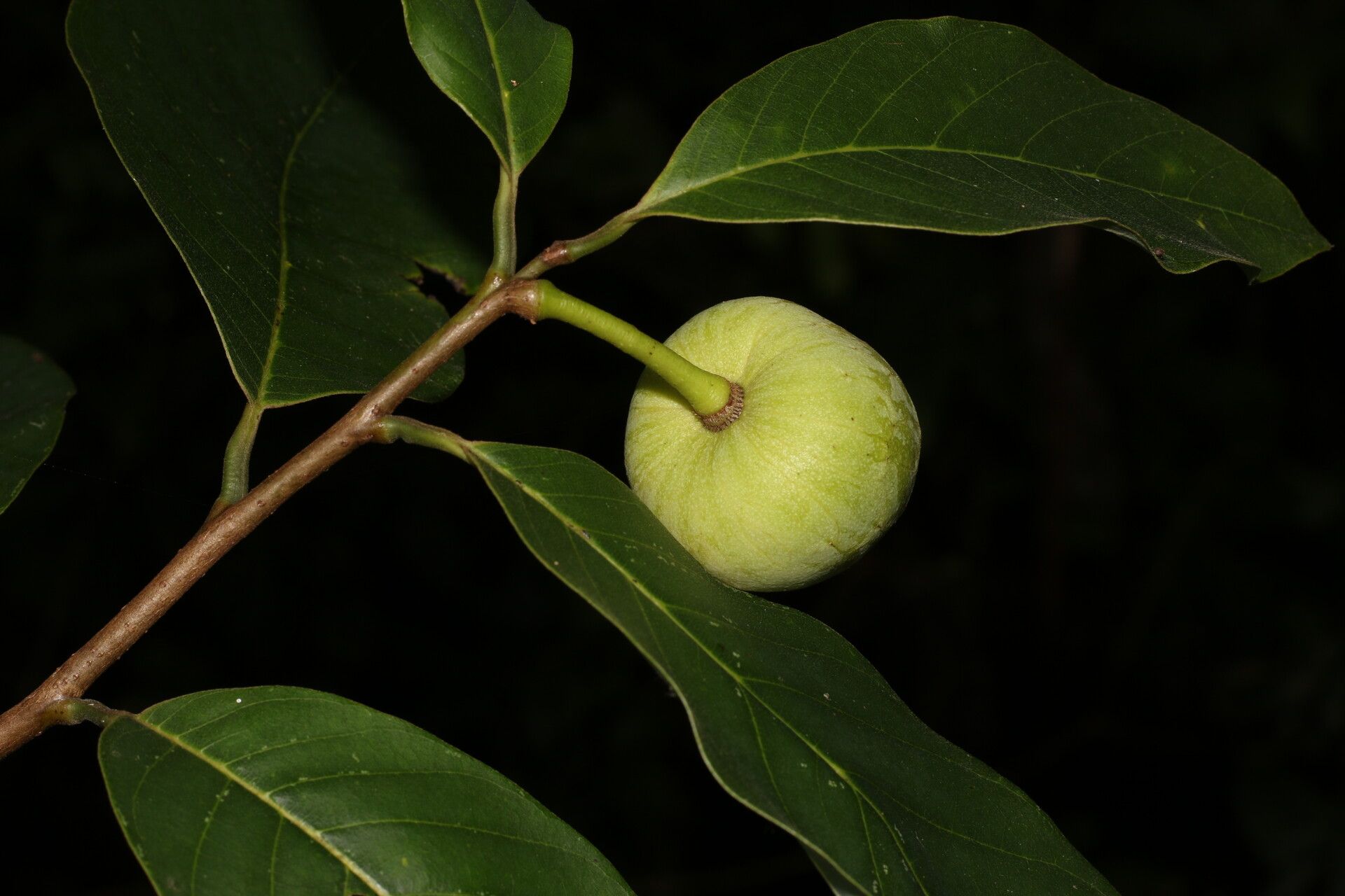 Annona pruinosa fruit