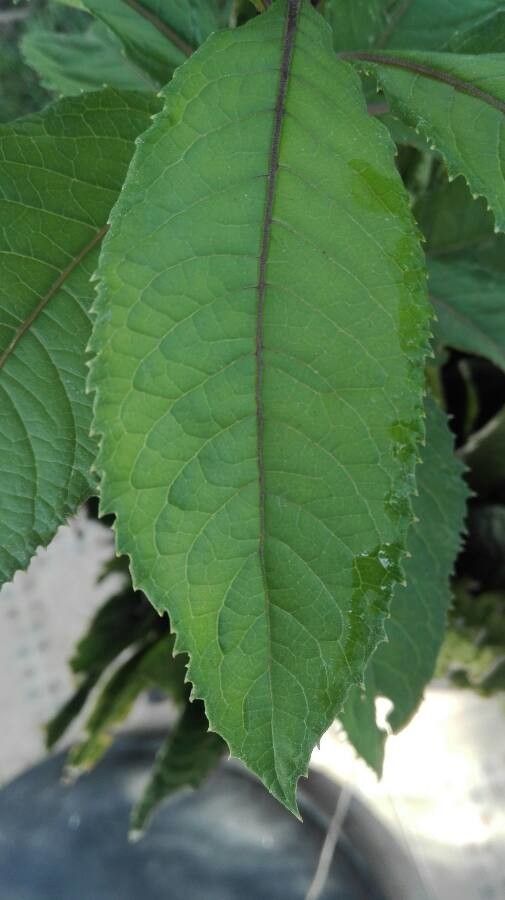 Senecio bayonnensis — search result for 'Senecio'