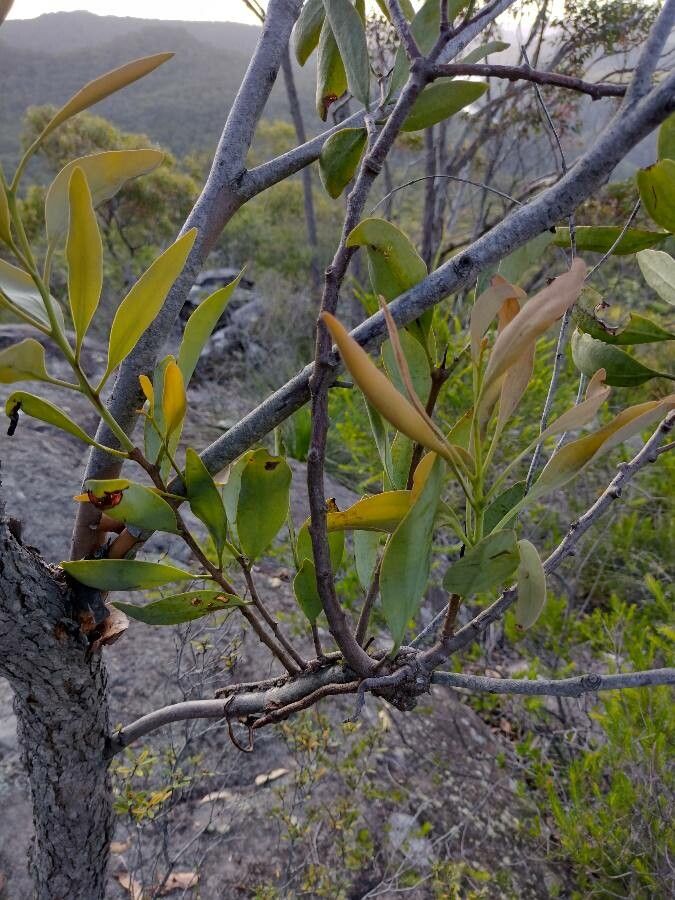 Dendrophthoe vitellinus habit