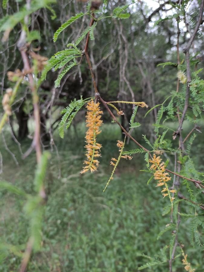 Prosopis affinis flower