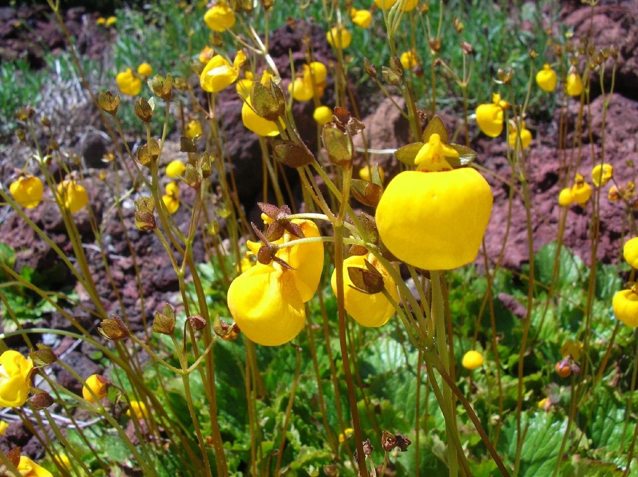 Calceolaria filicaulis flower