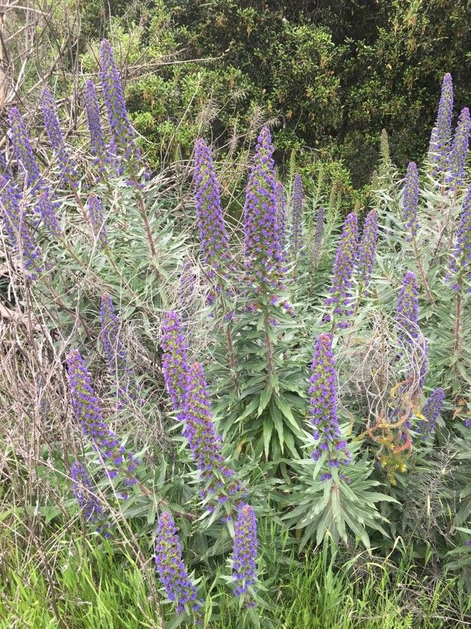Echium spurium flower
