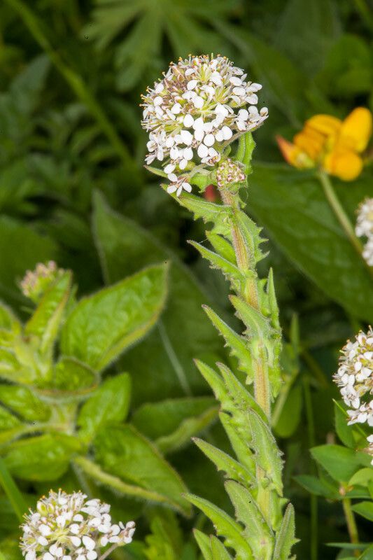 Lepidium heterophyllum flower