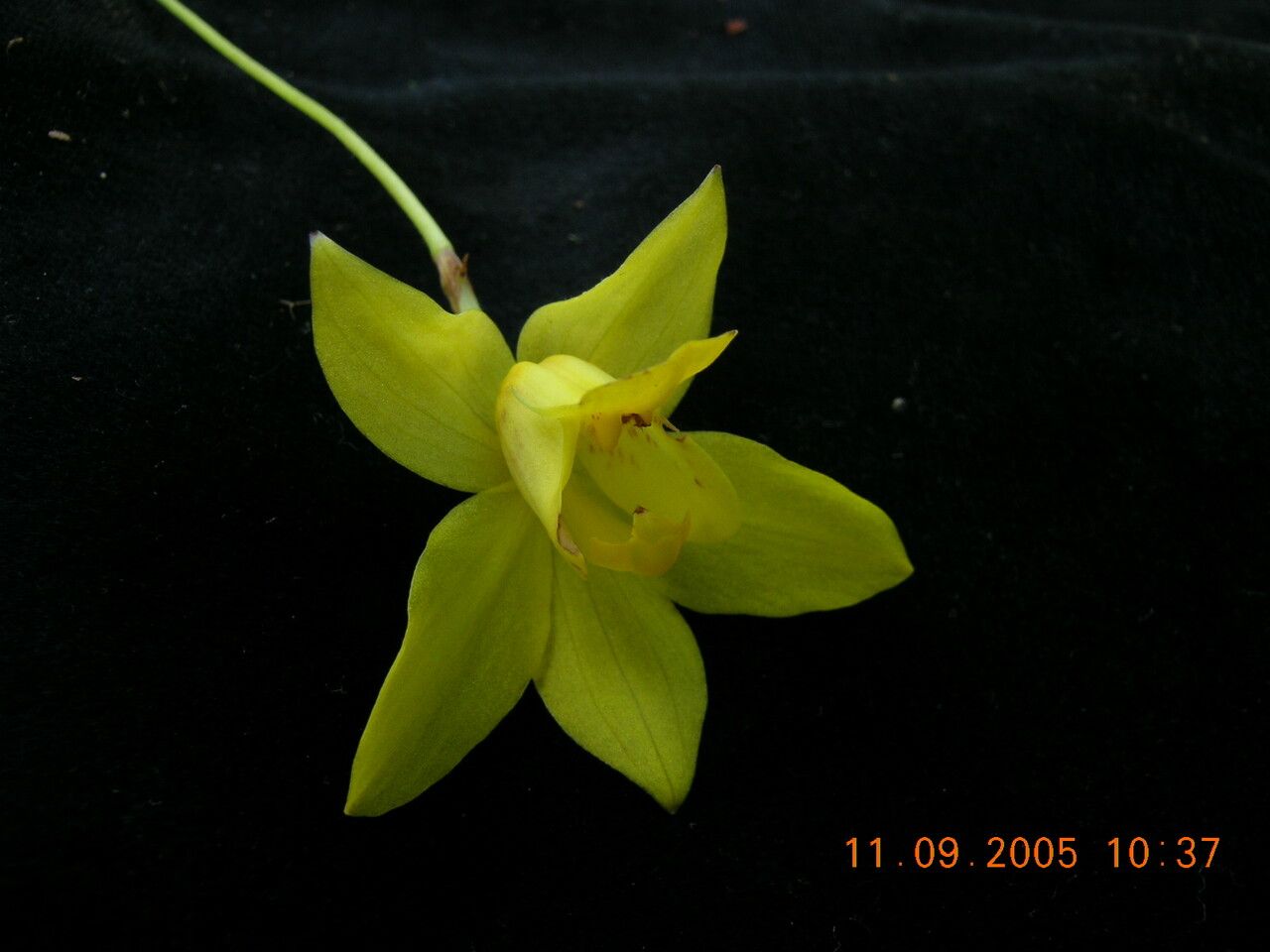 Spathoglottis ixioides habit