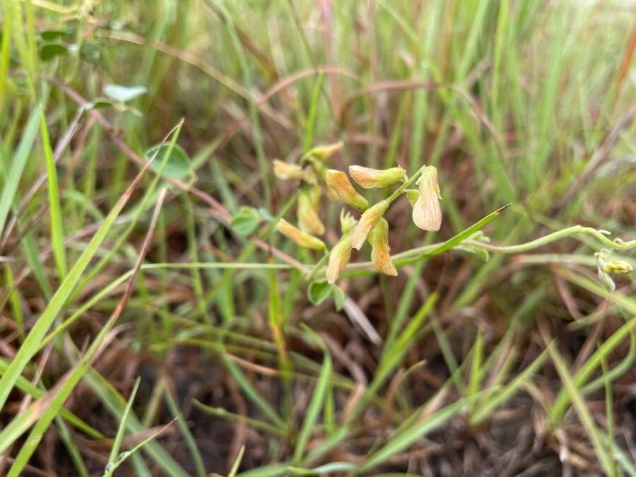Rhynchosia minima flower