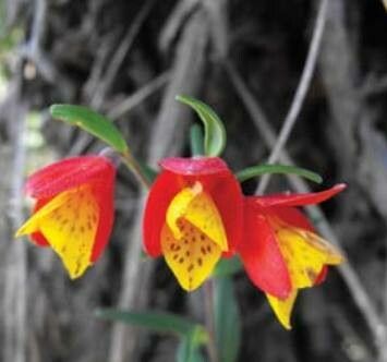 Fritillaria recurva — search result for 'Fritillaria'