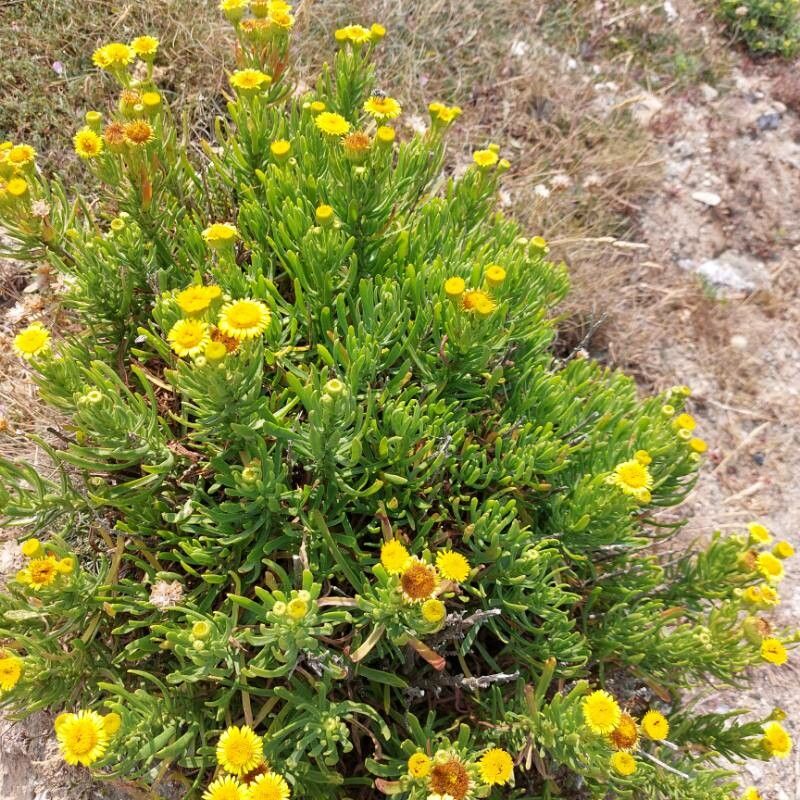 Allagopappus dichotomus flower