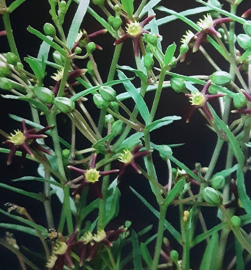 Ceropegia huttonii — search result for 'Ceropegia'