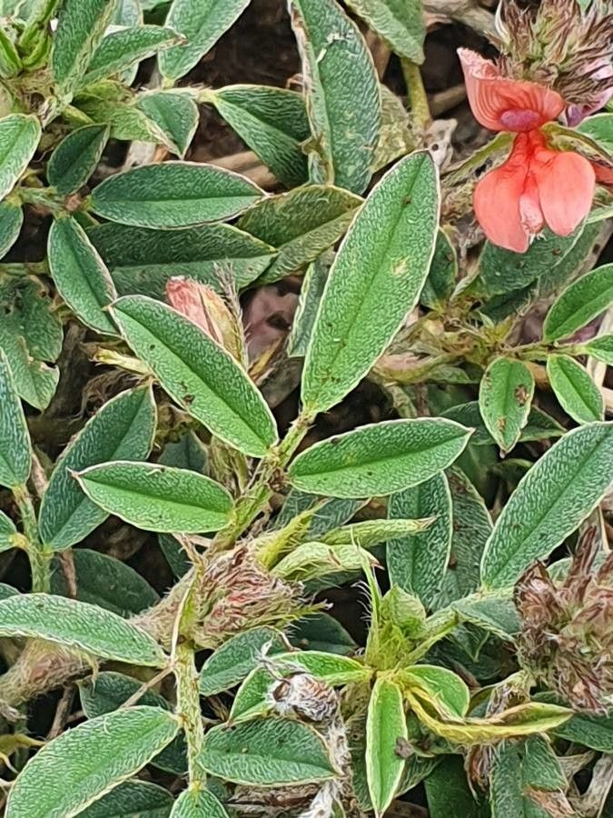 Indigofera volkensii — search result for 'Indigofera'