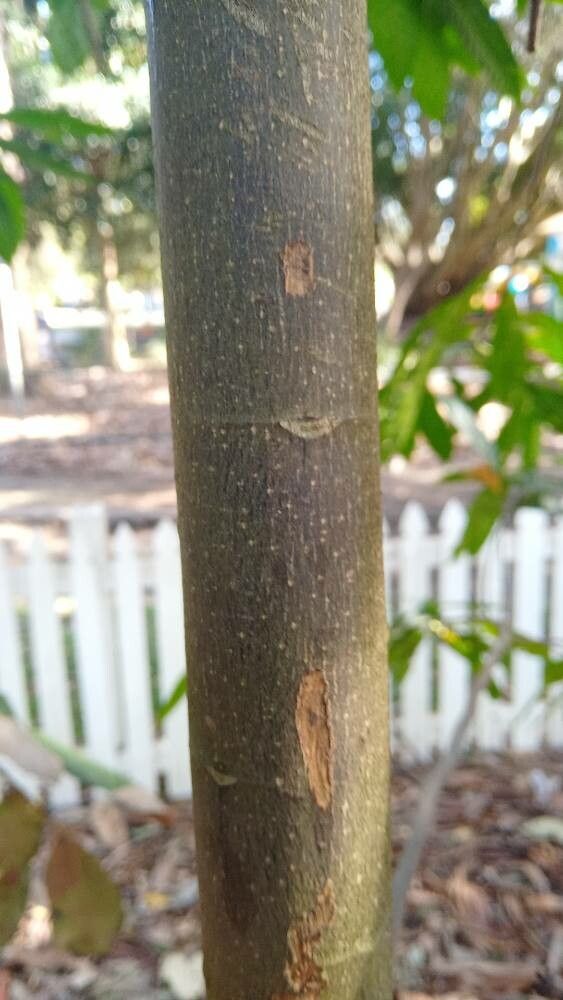 Elaeocarpus grandis bark