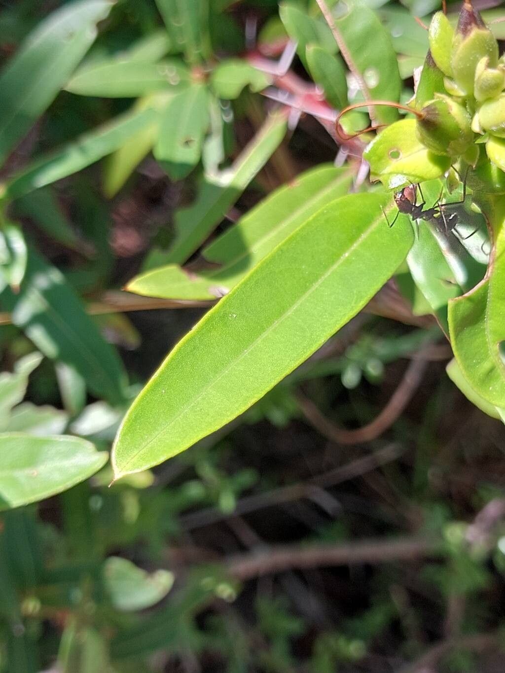 Barleria alluaudii — related species from the same genus
