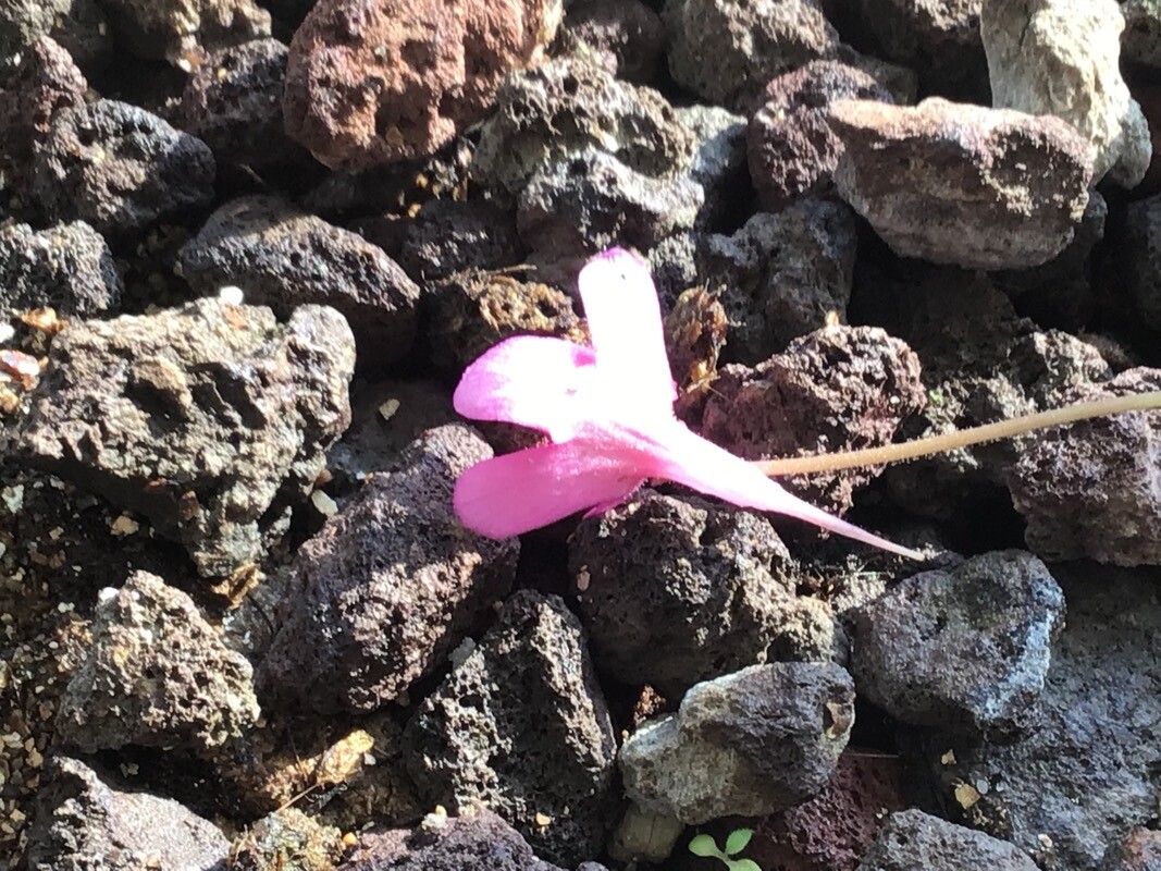 Pinguicula calderoniae flower