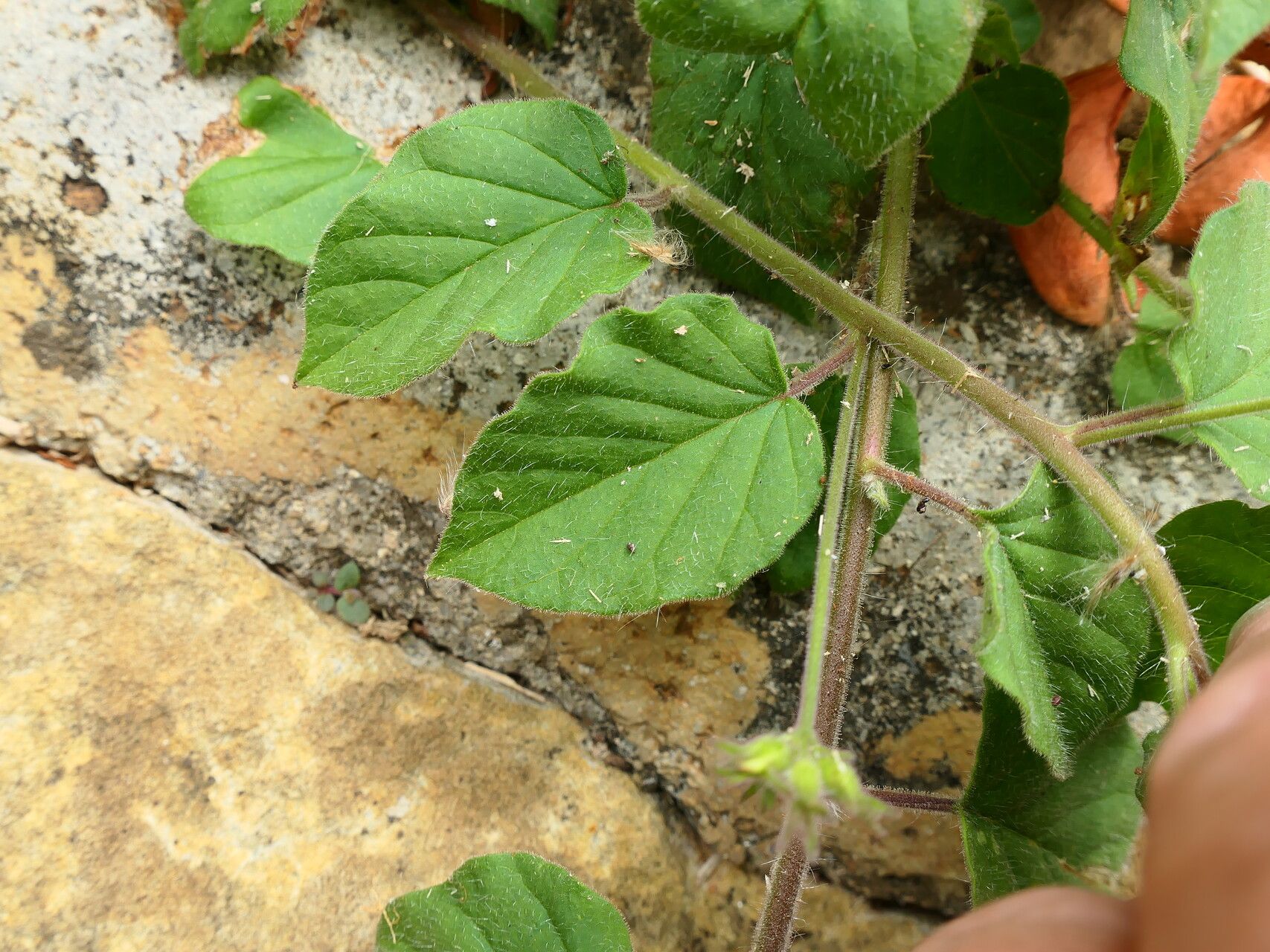 Jacquemontia sphaerostigma — houseplant care guide