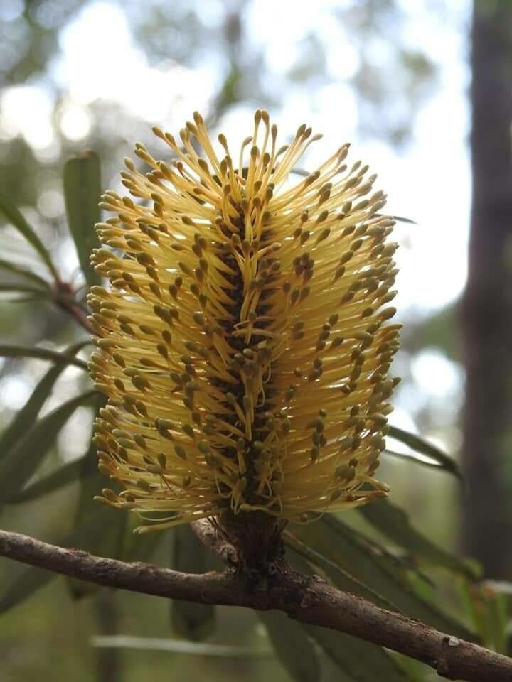 Banksia marginata flower