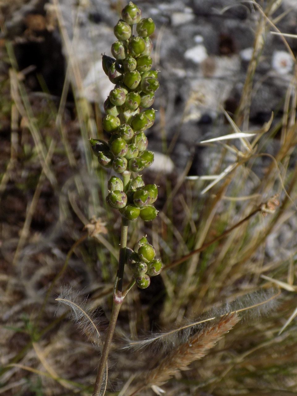 Genista raetam fruit
