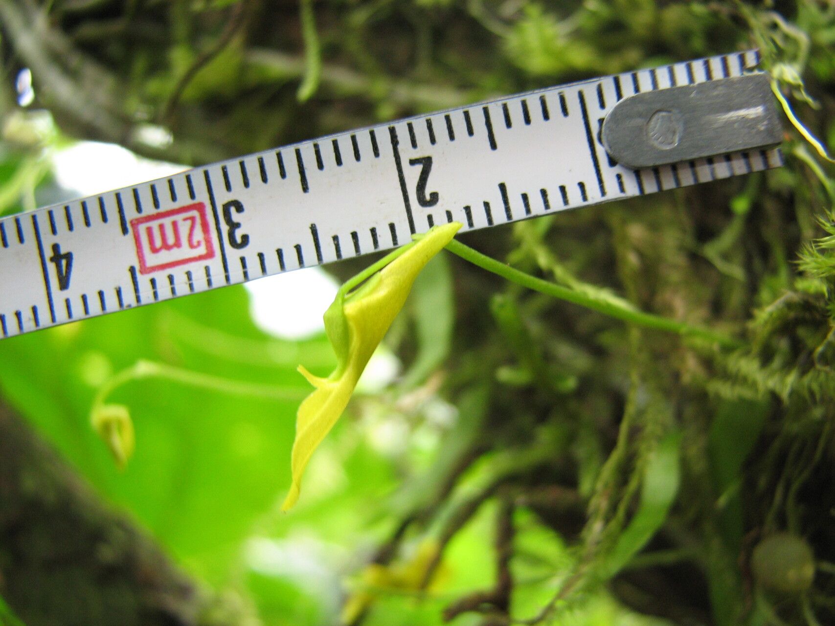 Utricularia mannii flower
