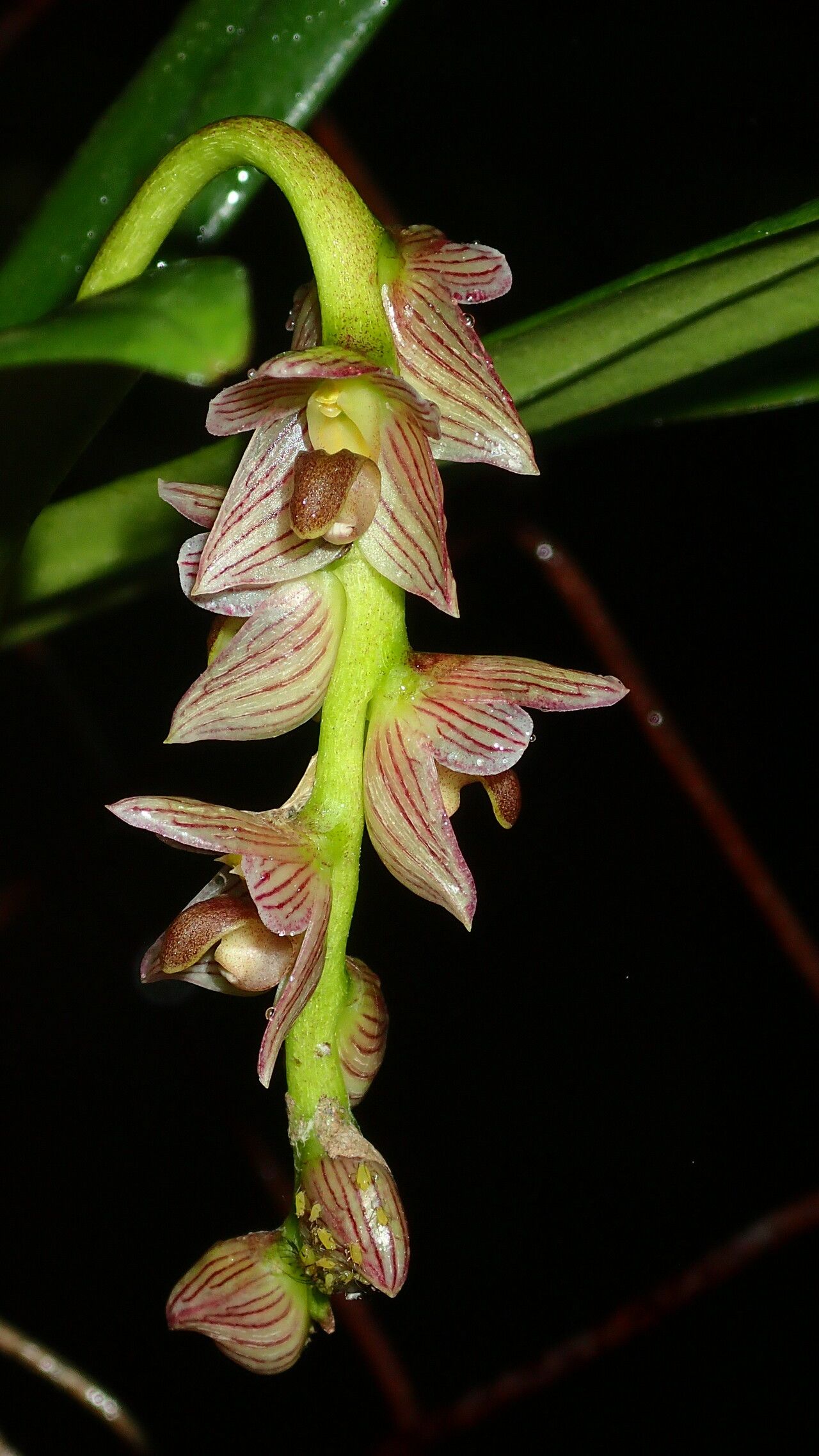 Bulbophyllum pachypus — houseplant care guide