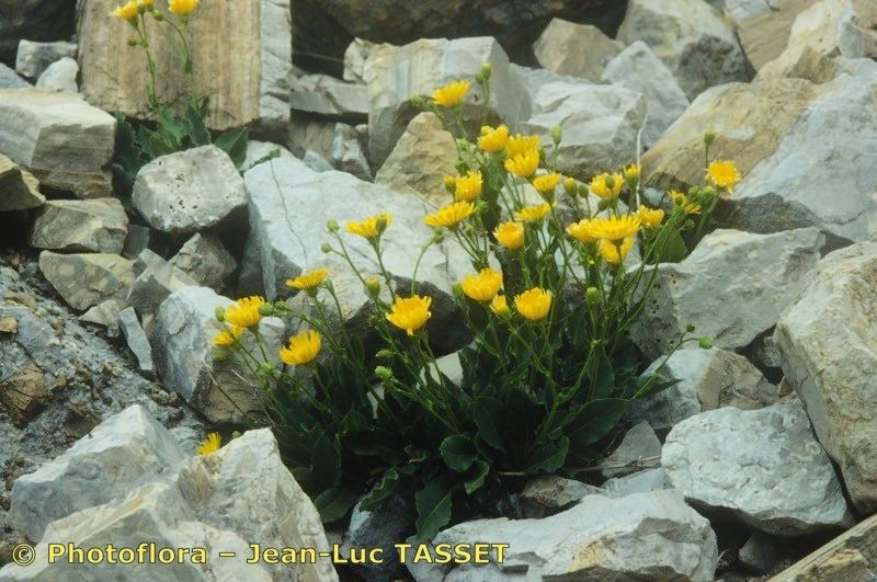Hieracium pseudocerinthe habit