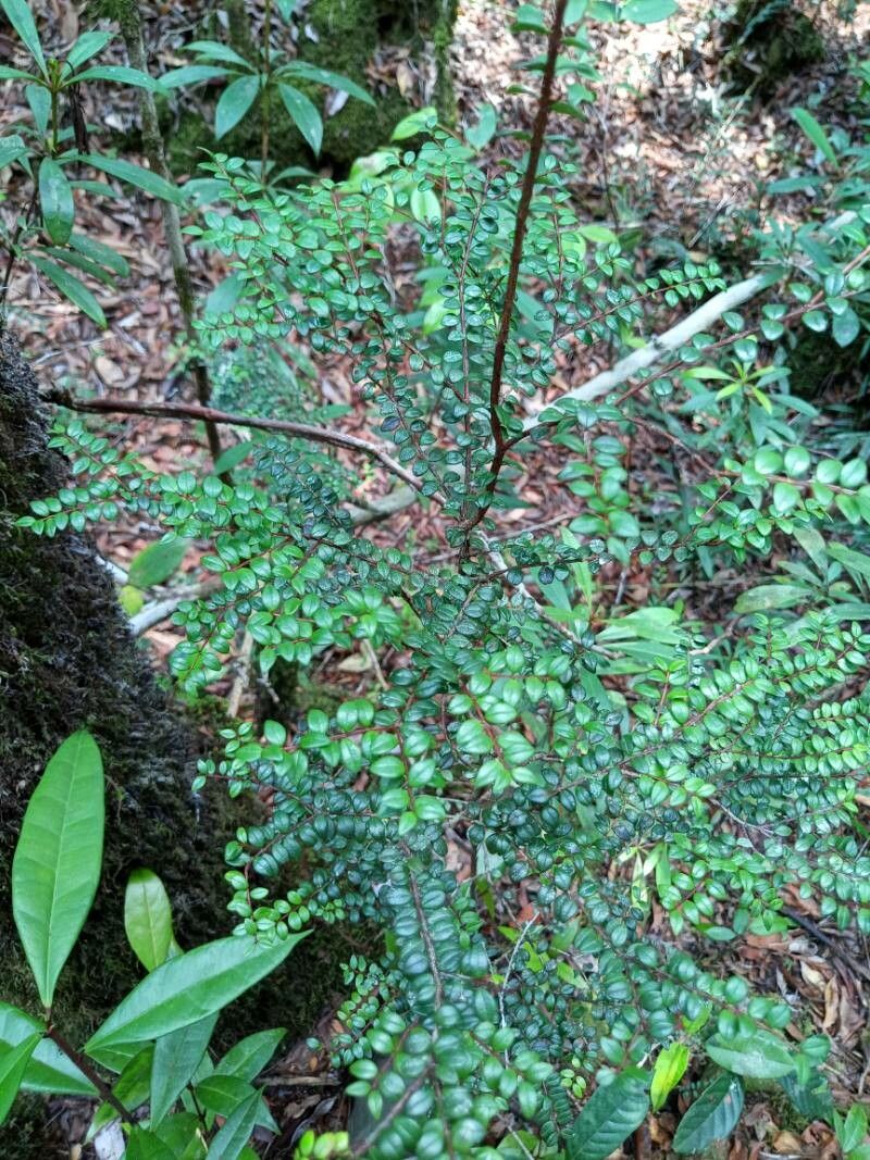 Syzygium bankense — houseplant care guide