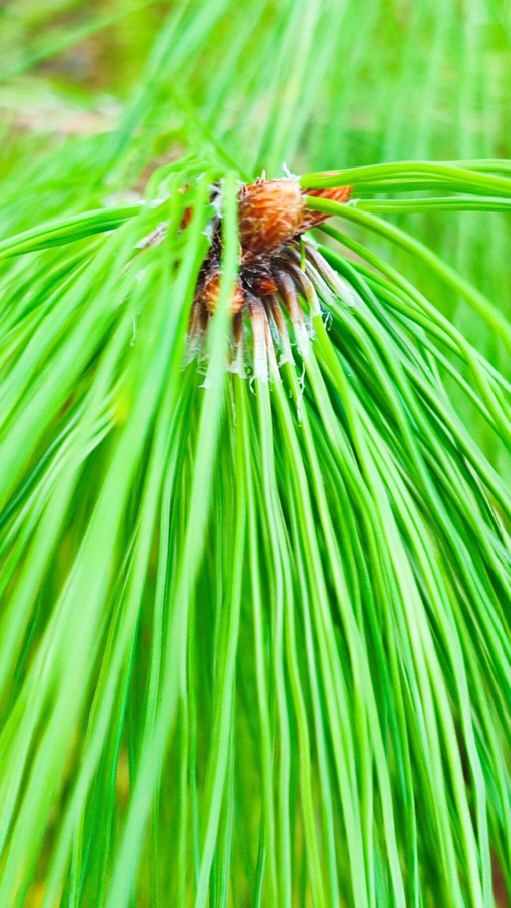 Pinus taiwanensis — search result for 'Pinaceae'