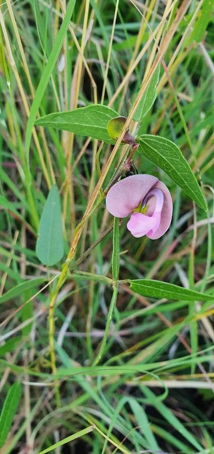Vigna macrorhyncha habit