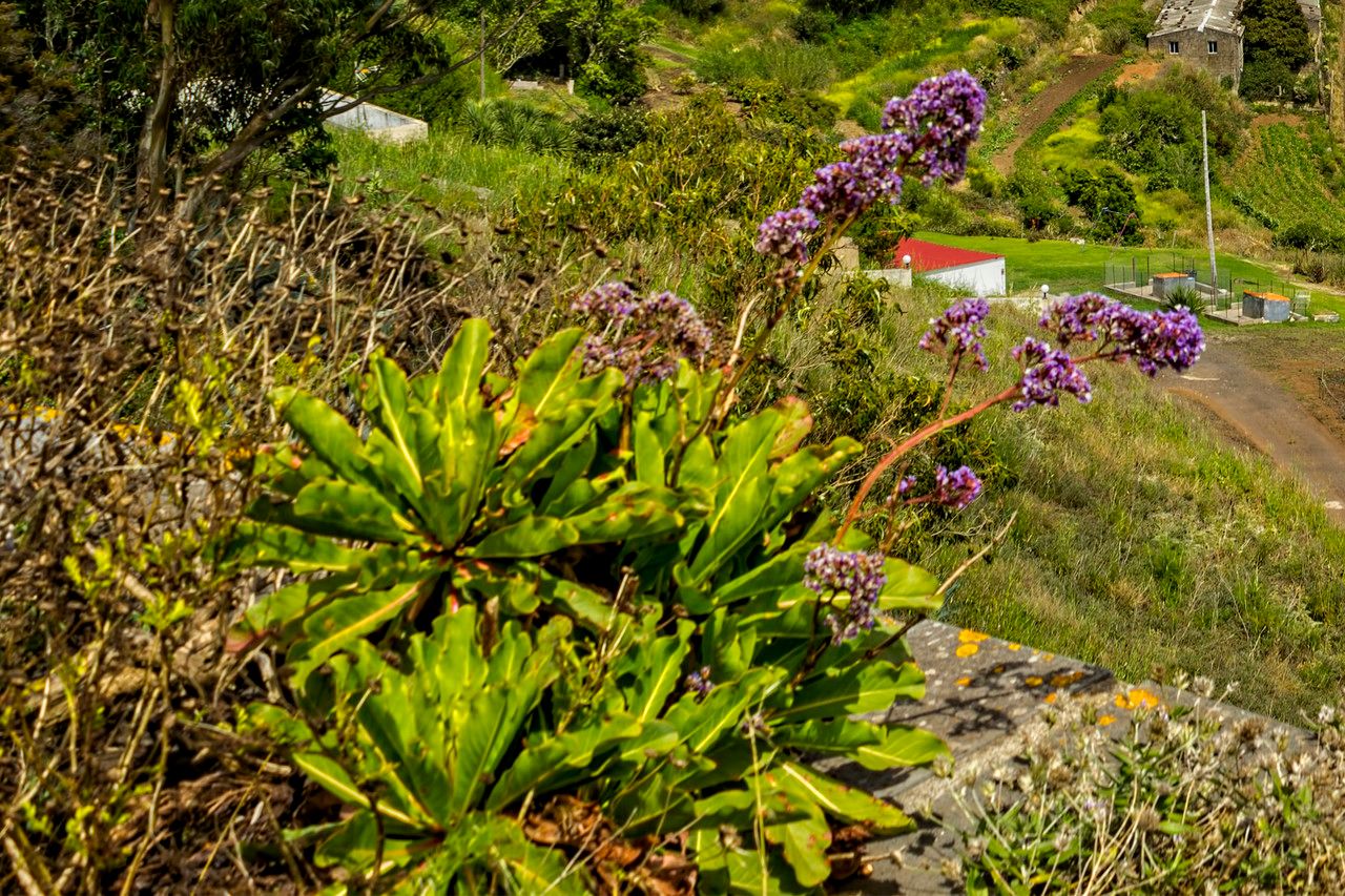 Limonium frutescens bark