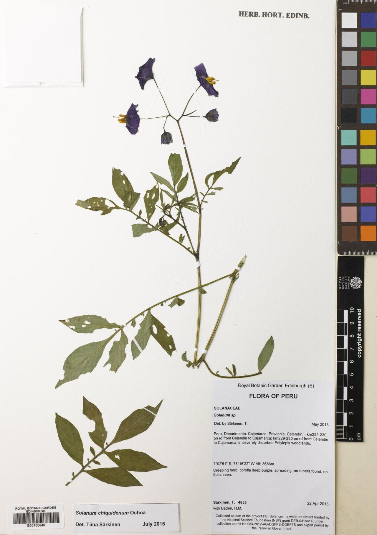 Solanum chiquidenum — houseplant care guide