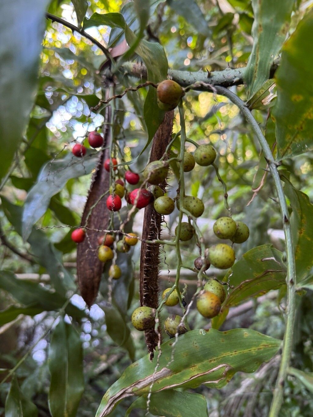 Desmoncus orthacanthos fruit