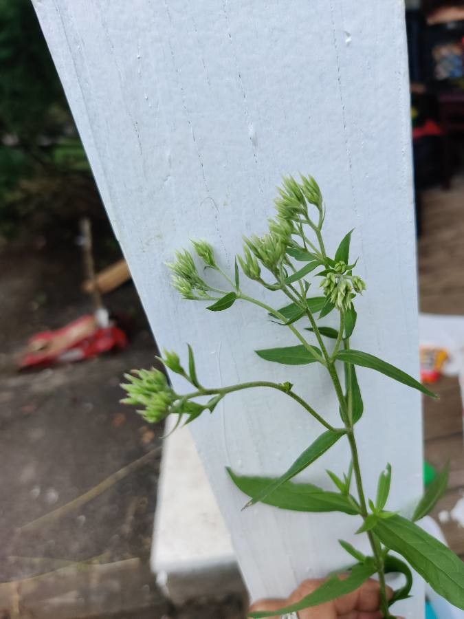 Eupatorium altissimum