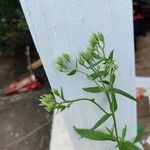 Eupatorium altissimum