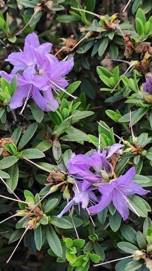 Rhododendron impeditum flower